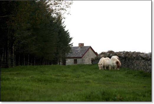 Lissadell ponies