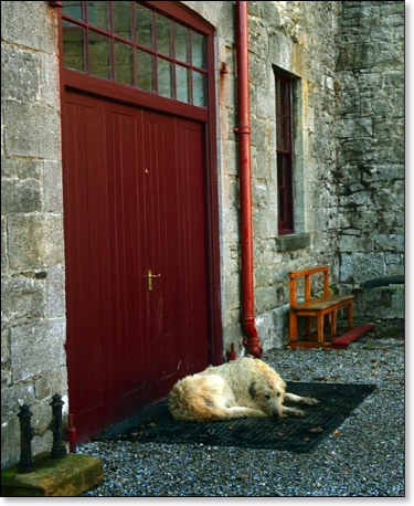 Lissadell dog at door_IMG_0778