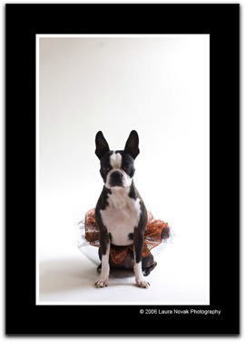 Novak.Dog