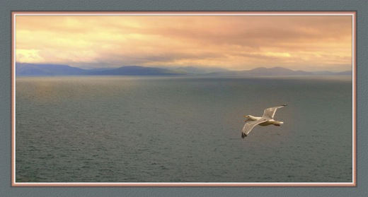 Homeward Bound.Finished